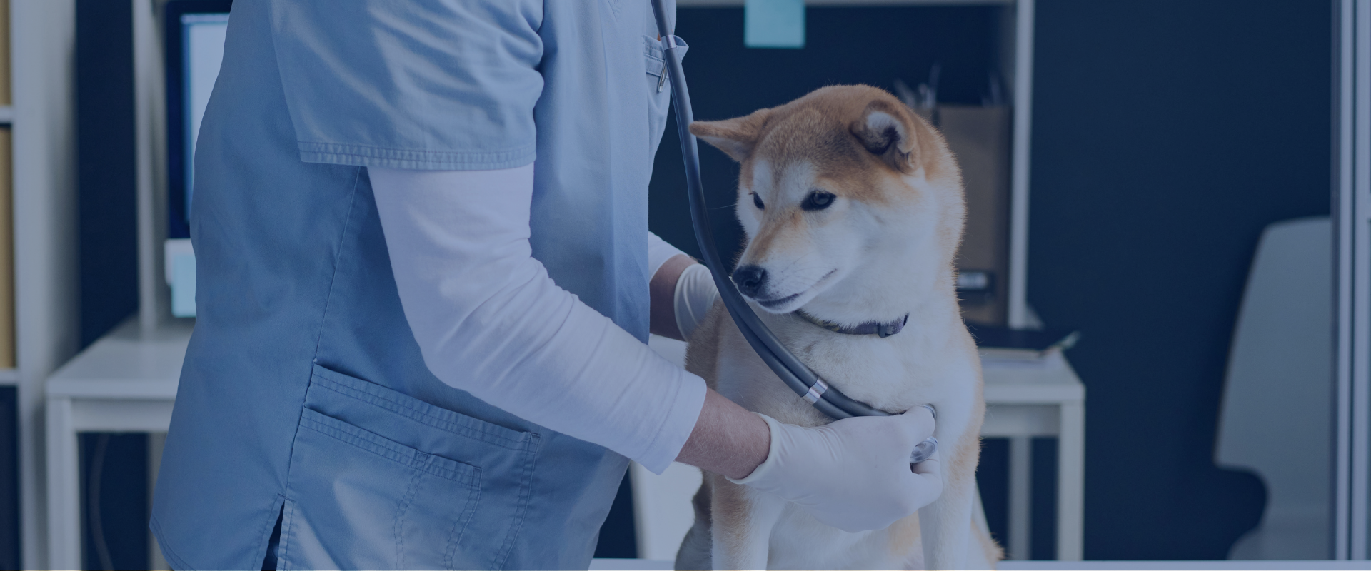 Clínica <br/> Veterinaria <br/> Abere