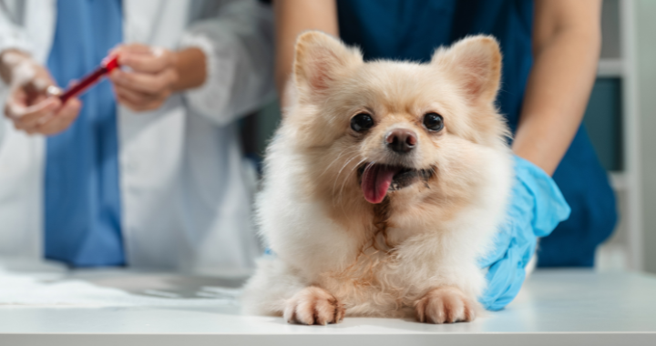 CLÍNICA VETERINARIA ABERE BEASAIN