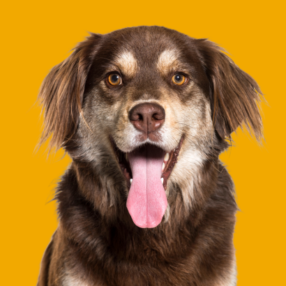 CLÍNICA VETERINARIA ABERE EQUIPO PATXI