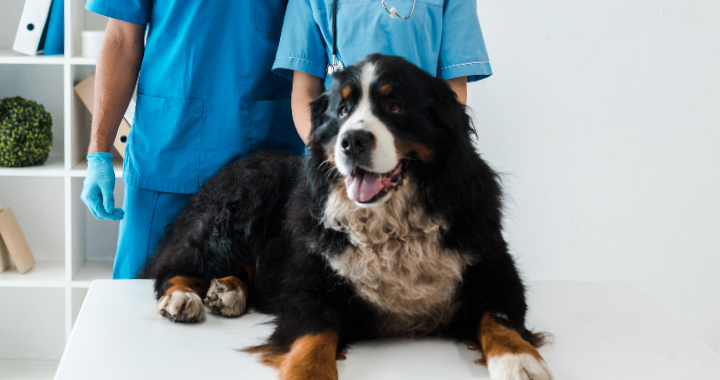 CLÍNICA VETERINARIA ABERE TOLOSA