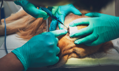 CLÍNICA VETERINARIA ABERE SERVICIOS CIRUGIA 2