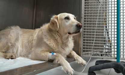 CLÍNICA VETERINARIA ABERE SERVICIOS HOSPITALIZACION 2