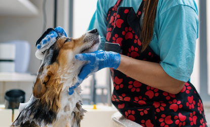 CLÍNICA VETERINARIA ABERE SERVICIOS PELUQUERIA