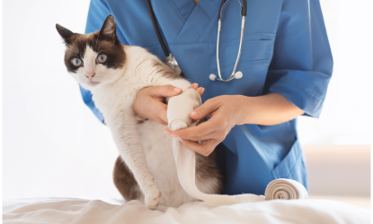 CLÍNICA VETERINARIA ABERE SERVICIOS TRUMATOLOGIA 2