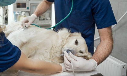 CLÍNICA VETERINARIA ABERE SERVICIOS URGENCIAS