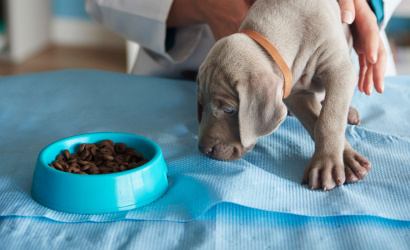 CLÍNICA VETERINARIA ABERE SERVICIOS ASESORAMIENTO Y NUTRICIÓN