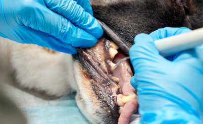 CLÍNICA VETERINARIA ABERE SERVICIOS CUIDADOS DENTALES