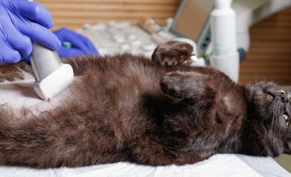 CLÍNICA VETERINARIA ABERE SERVICIOS ASESORAMIENTO Y NUTRICIÓN
