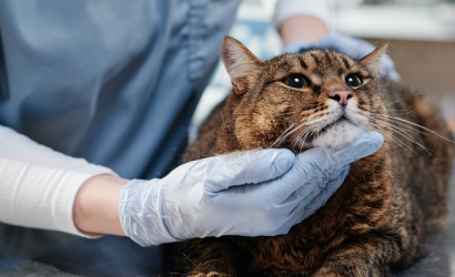 CLÍNICA VETERINARIA ABERE SERVICIOS MEDICINA FELINA